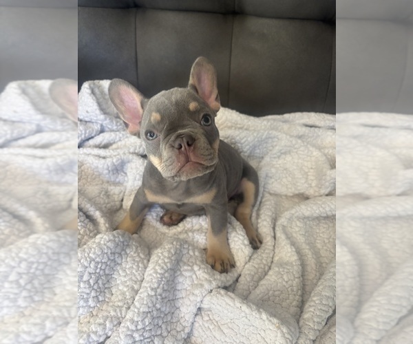 Medium Photo #4 French Bulldog Puppy For Sale in KENT, WA, USA