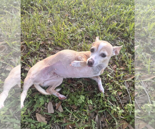 Medium Photo #4 Chiweenie Puppy For Sale in Oakhurst, NJ, USA