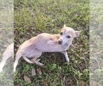 Small #3 Chiweenie