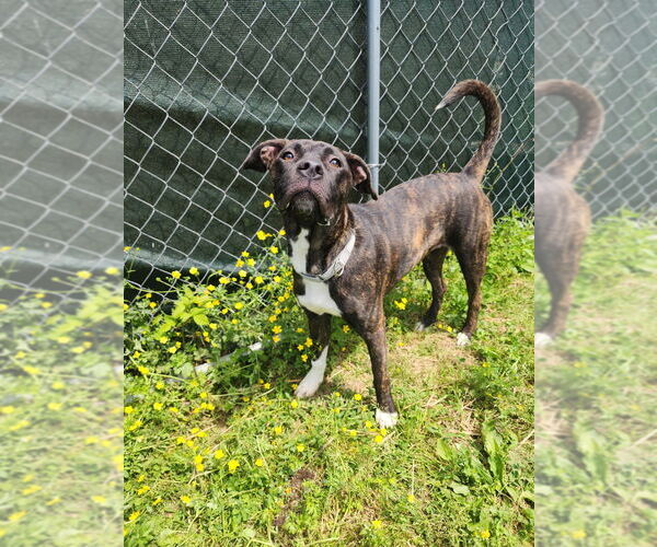 Medium Photo #3 American Pit Bull Terrier Puppy For Sale in Evansville, IN, USA