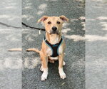 Small #1 Labrador Retriever Mix