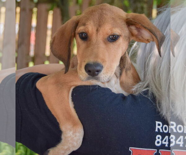 Medium Photo #4 Coonhound-Unknown Mix Puppy For Sale in Huntley, IL, USA