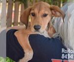 Small #3 Coonhound Mix