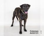 COLEMAN - Male Mutt Dog for Adoption - Small photo