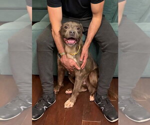 Mutt Dogs for adoption in Springdale, PA, USA