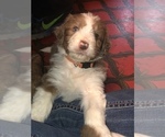Small Photo #1 Aussiedoodle Puppy For Sale in BEDFORD, VA, USA