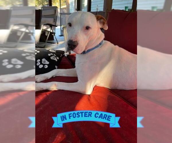 Medium Photo #4 American Staffordshire Terrier-Labrador Retriever Mix Puppy For Sale in Tallahassee, FL, USA