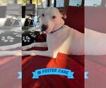 Small #3 American Staffordshire Terrier-Labrador Retriever Mix