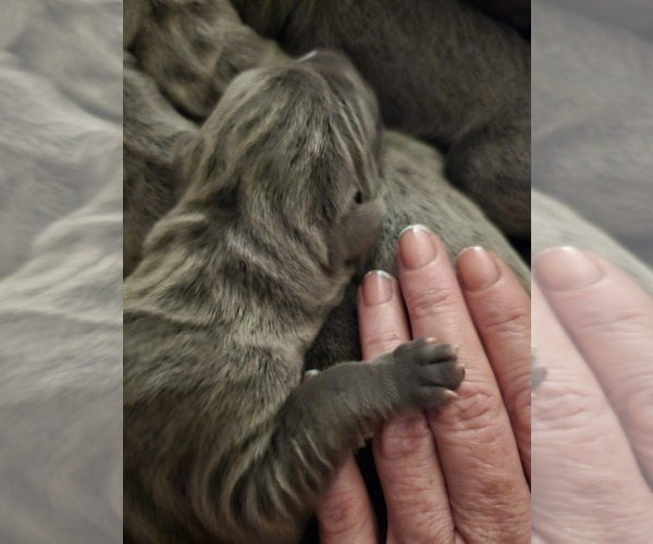 Medium Photo #37 Irish Dane Puppy For Sale in SPRINGFIELD, MO, USA