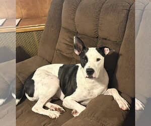 Radar - Ready for Fun! - Male Bullypit Dog for Adoption - Photo #17