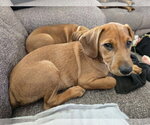 Small #5 Dachshund-Doberman Pinscher Mix