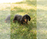 Small #2 Dachshund