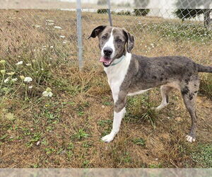 Medium Catahoula Leopard Dog Mix