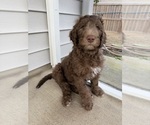 Small #3 Labradoodle