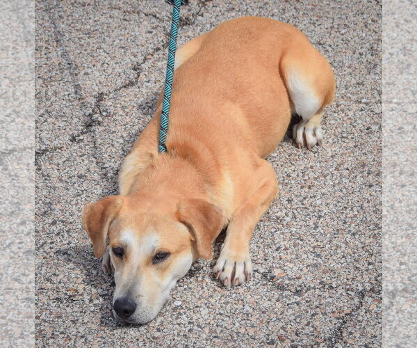 Medium Photo #2 Boxer-Unknown Mix Puppy For Sale in Huntley, IL, USA