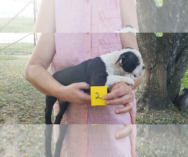 Medium Photo #5 Boston Terrier Puppy For Sale in CALDWELL, TX, USA