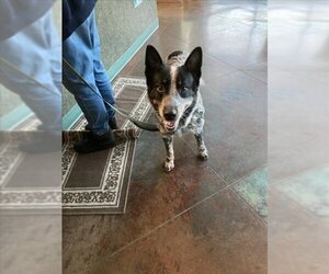 Mutt Dogs for adoption in Lacombe, LA, USA
