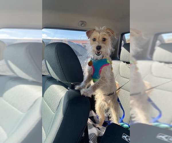 Medium Photo #3 Mutt Puppy For Sale in St. Louis Park, MN, USA