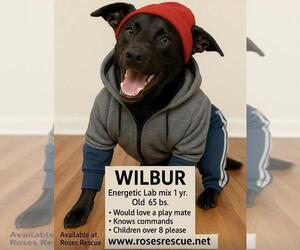 Labrador Retriever-Unknown Mix Dogs for adoption in Rootstown, OH, USA