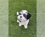 Small Photo #5 Shih Apso Puppy For Sale in GOODYEAR, AZ, USA