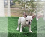 Small Photo #6 French Bulldog Puppy For Sale in EL CAMPO, TX, USA