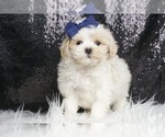 Small #5 Maltipoo