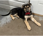 Small #3 German Shepherd Dog