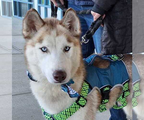 Medium Photo #4 Siberian Husky-Unknown Mix Puppy For Sale in Bethesda, MD, USA