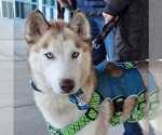 Small #3 Siberian Husky Mix