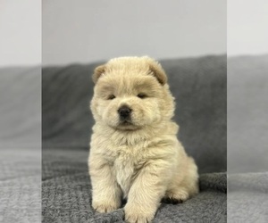 Chow Chow Puppy for sale in RIVERSIDE, CA, USA