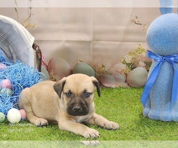 Medium Photo #23 Catahoula Leopard Dog Puppy For Sale in CUMBY, TX, USA