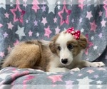 Small #1 Australian Shepherd