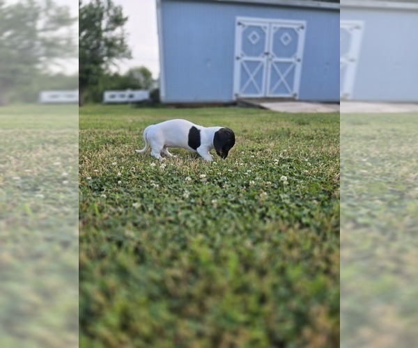 Medium Photo #10 Dachshund Puppy For Sale in CHOCTAW, OK, USA