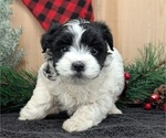 Small #6 Havanese