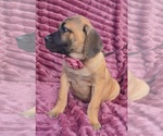 Small Photo #4 Cane Corso Puppy For Sale in MINERAL WELLS, WV, USA