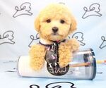 Small Photo #8 Maltipoo Puppy For Sale in LAS VEGAS, NV, USA