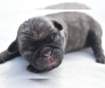 Small #4 Pug