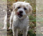 Small Photo #7 Maltipoo Puppy For Sale in Princeton, MN, USA