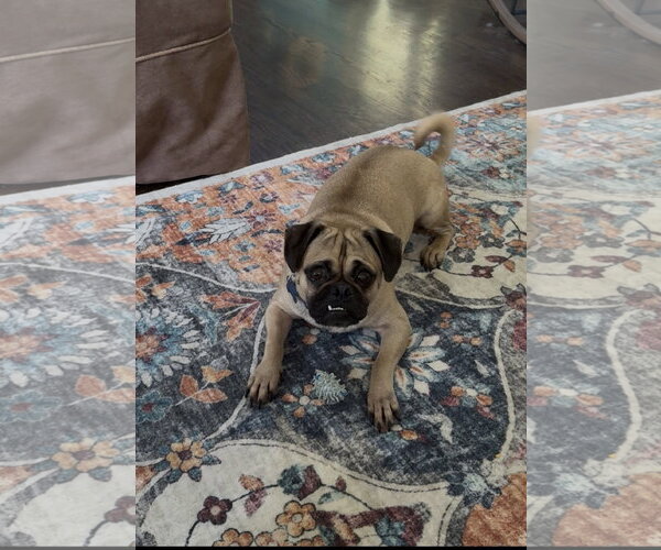 Medium Photo #1 Mutt Puppy For Sale in Plainfield, IL, USA
