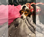 Small Beagle