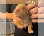 Small #2 Golden Retriever