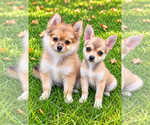 Nugget - Male Chiranian Puppy for Sale - Small photo