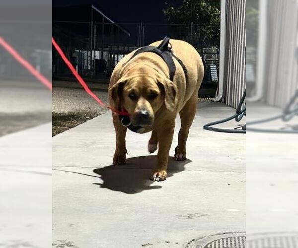 Medium Photo #1 American Pit Bull Terrier-Unknown Mix Puppy For Sale in Bakersfield, CA, USA