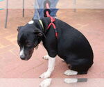 Small #4 Staffordshire Bull Terrier Mix