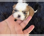 Small #19 Shih Tzu