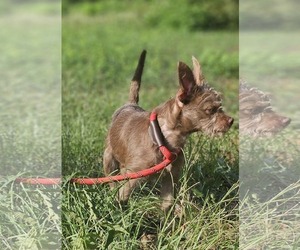 Brownie *LOCAL* *MEET ME* - Male Chihuahua-Unknown Mix Dog for Adoption - Photo #2