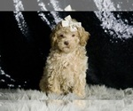 Small #2 Maltipoo