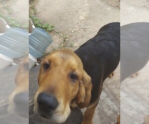 Labloodhound Dogs for adoption in CARTWRIGHT, OK, USA