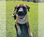 Small Photo #3 Rhodesian Ridgeback Puppy For Sale in Salinas, CA, USA
