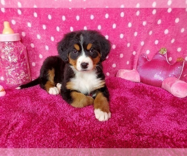 Medium Photo #11 Bernese Mountain Dog Puppy For Sale in BLACK FOREST, CO, USA